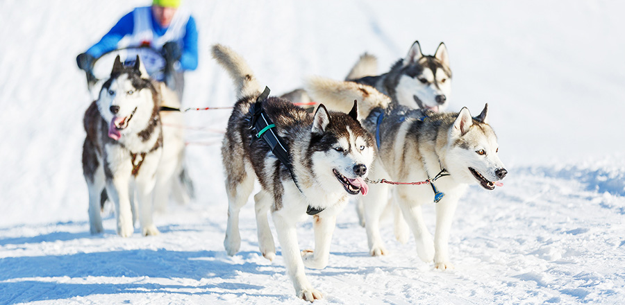 알래스카 전경2