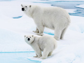 알래스카 전경5