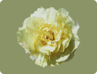Neo-Flower 2317